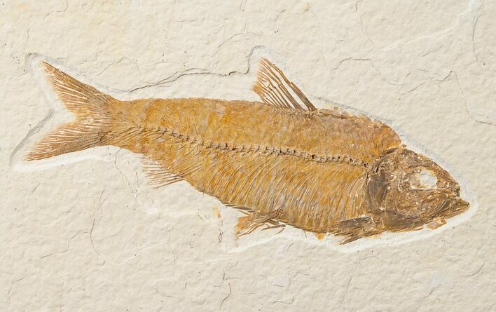 Knightia Fossil Fish - Wyoming #15954